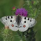 Altmühltal-Apollofalter, Parnassius apollo