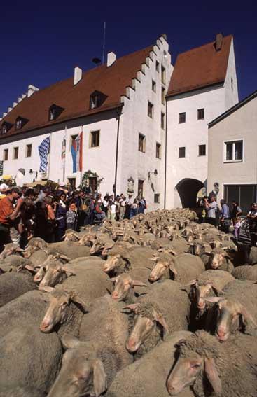 Altmühltaler Lamm-Auftrieb