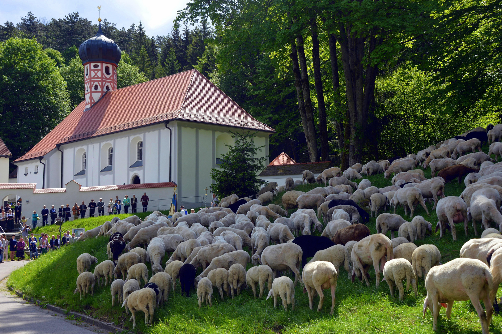 Altmühltaler Lamm-Auftrieb