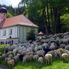 Altmühltaler Lamm-Auftrieb