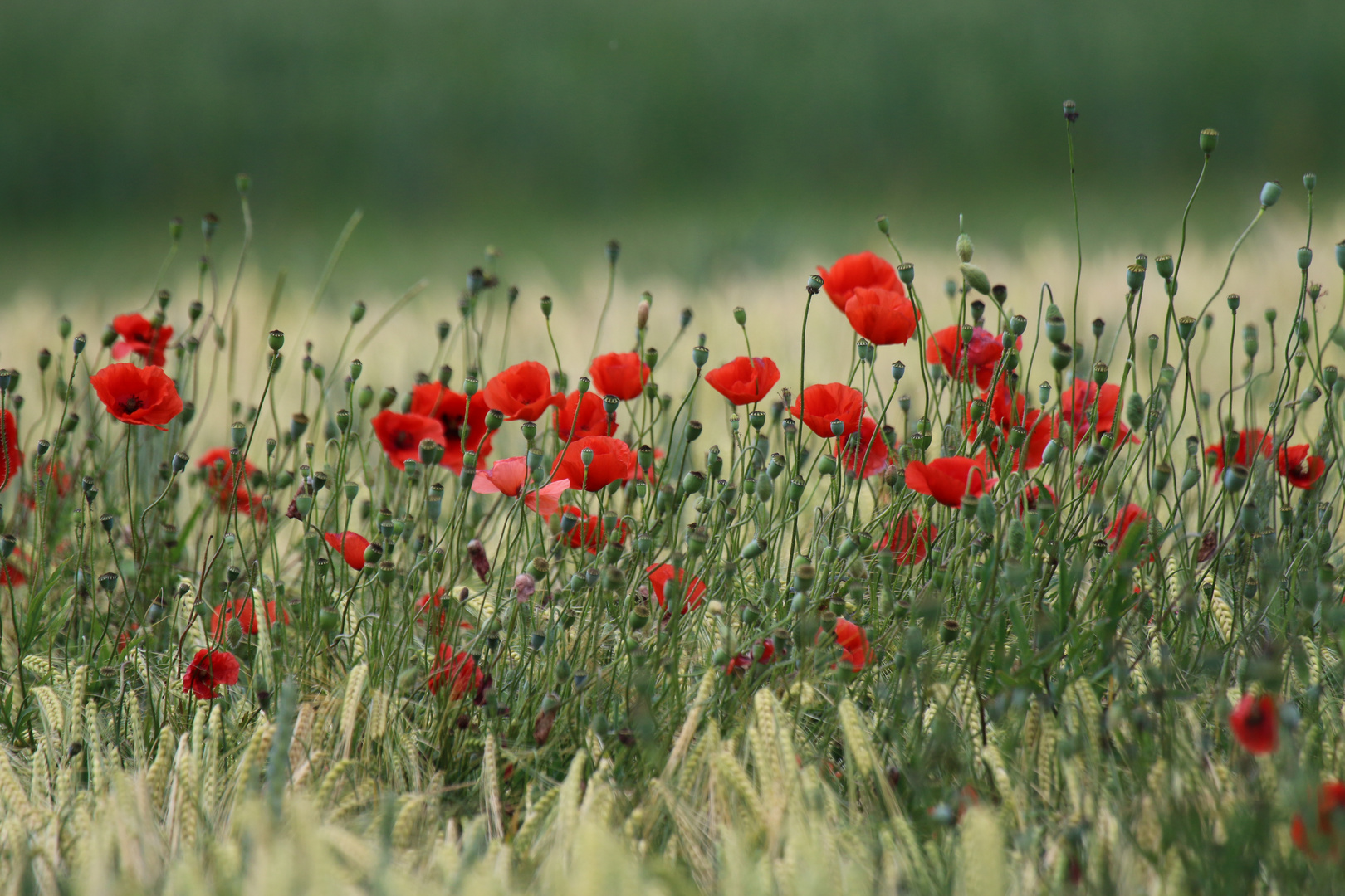 Altmühltaler Mohnblumen