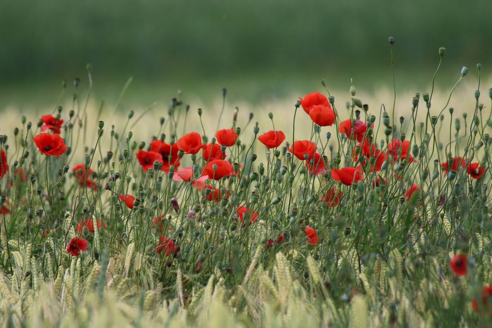 Altmühltaler Mohnblumen