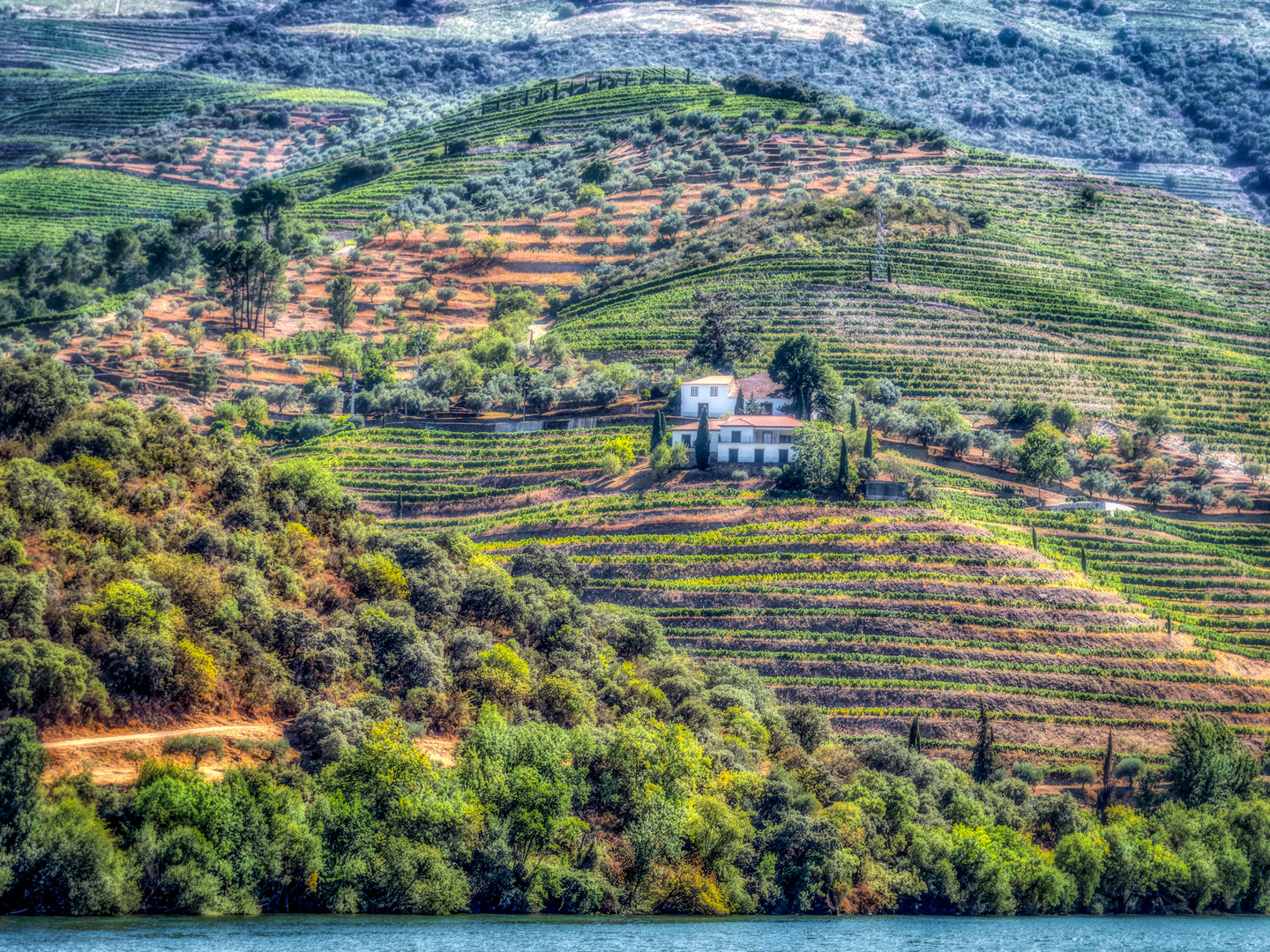 Alto Douro Weinberge am Fluß 