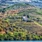 Alto Douro Weinberge am Fluß 