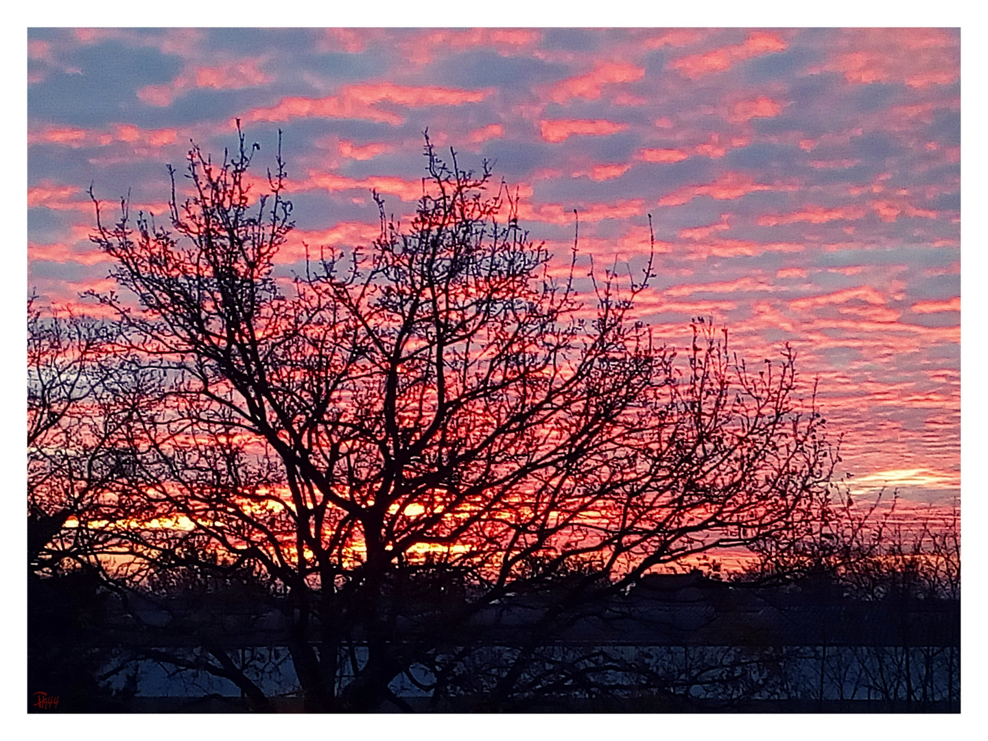 "Altocumulus stratiformis" 