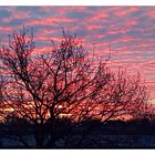 "Altocumulus stratiformis" 