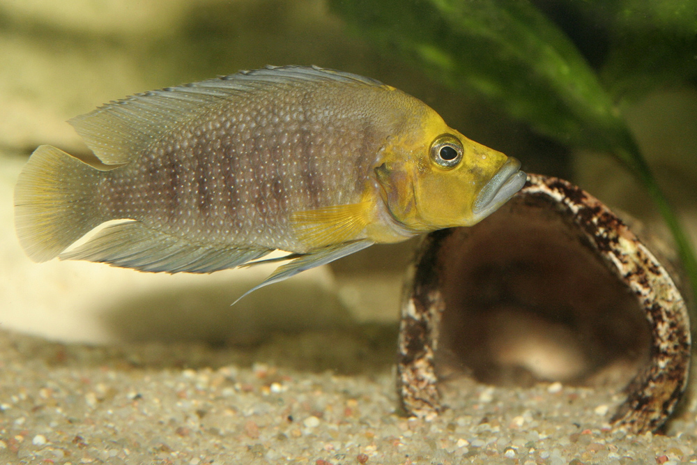 Altolamprologus compressiceps