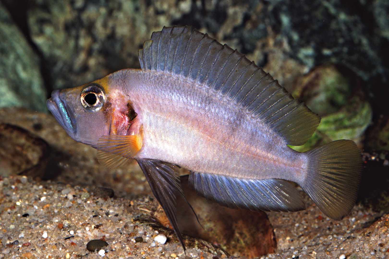 Altolamprologus sp. Sumbu