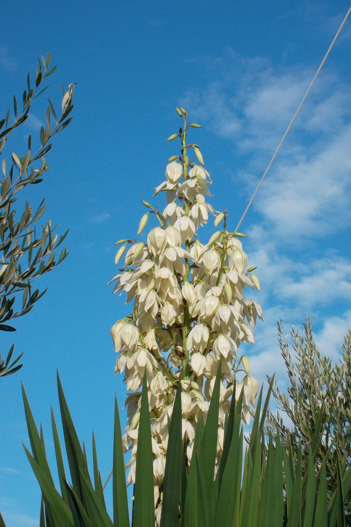 altra palma """FIORE""""