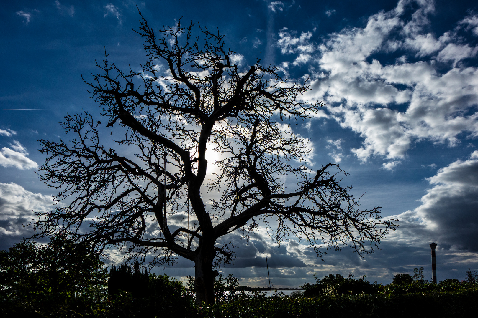 Altre Baum Blankenese am Strandweg