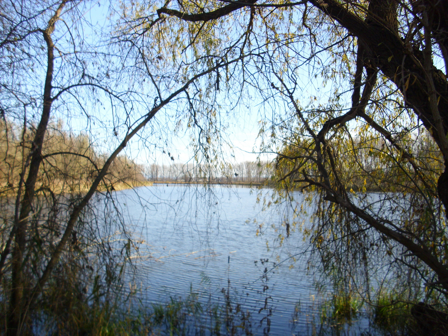 Altrhein am Silbersee