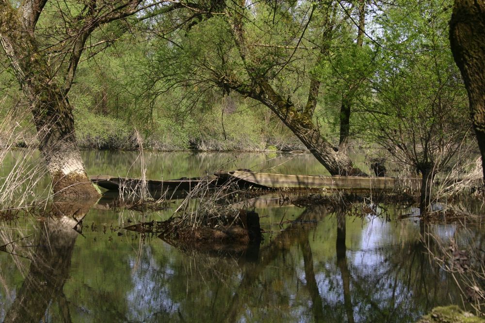 Altrhein bei Au am Rhein