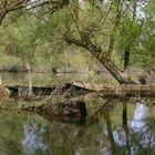 Altrhein bei Au am Rhein