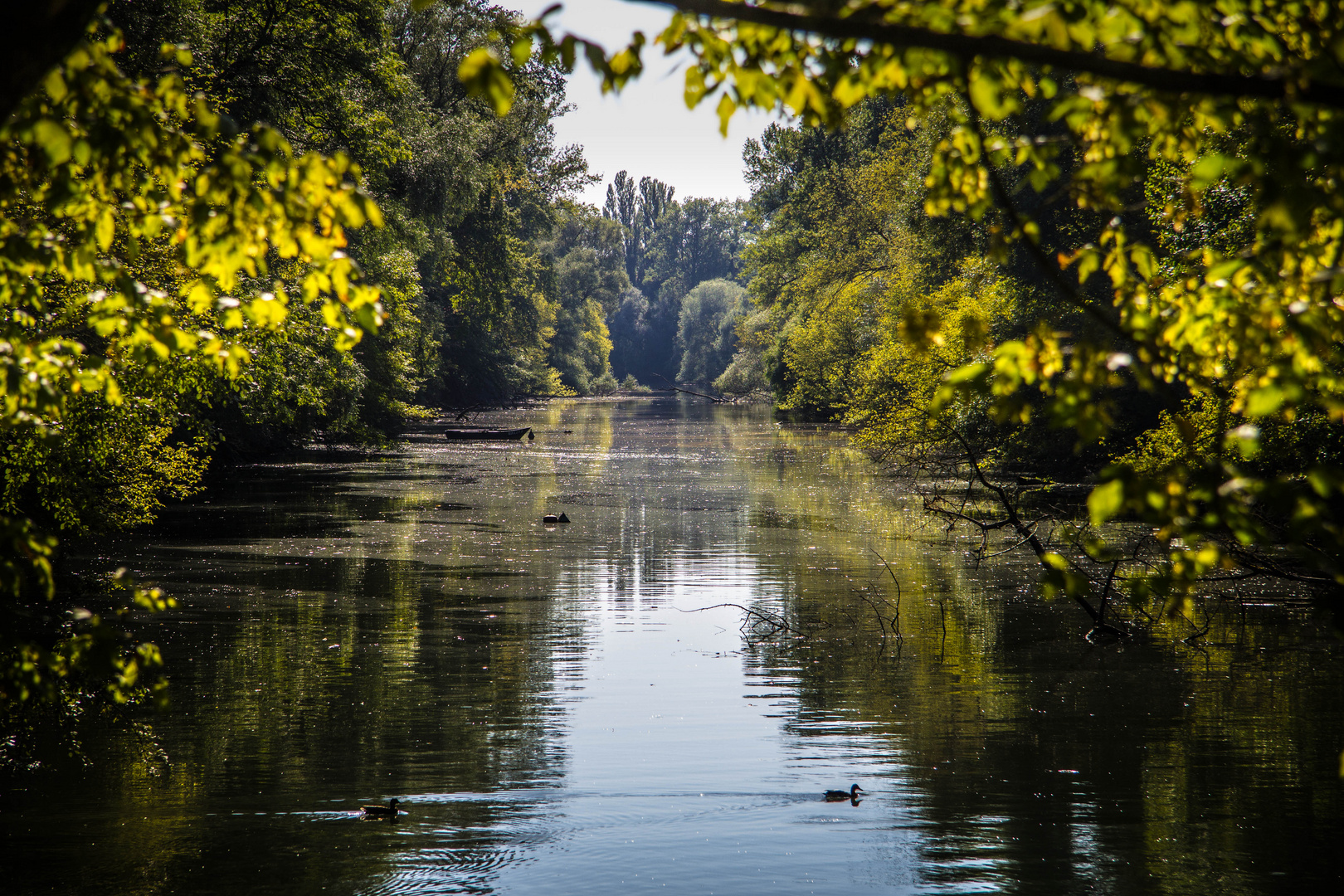 Altrhein bei Mannheim