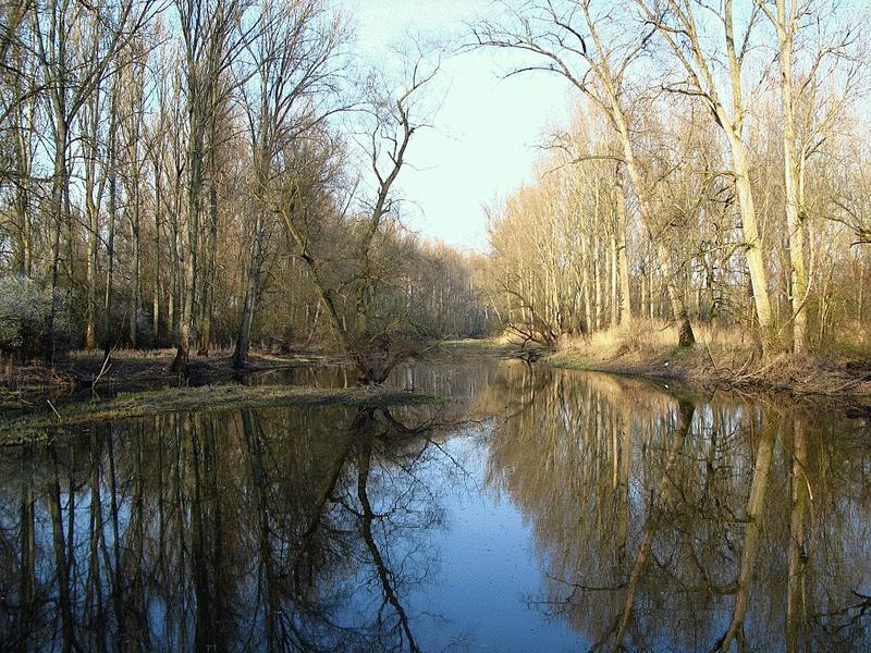 Altrhein bei Speyer