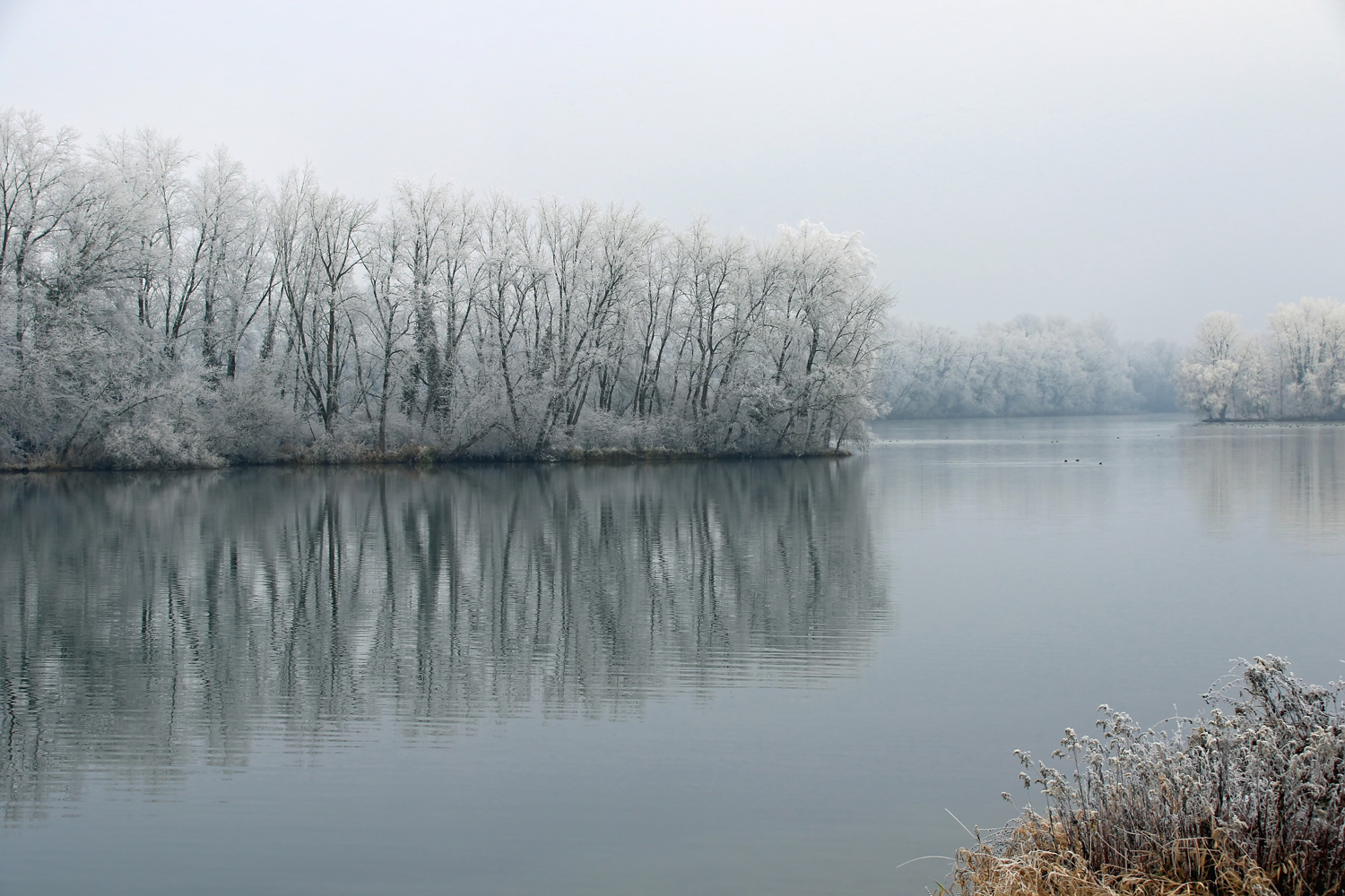 Altrhein im Winter