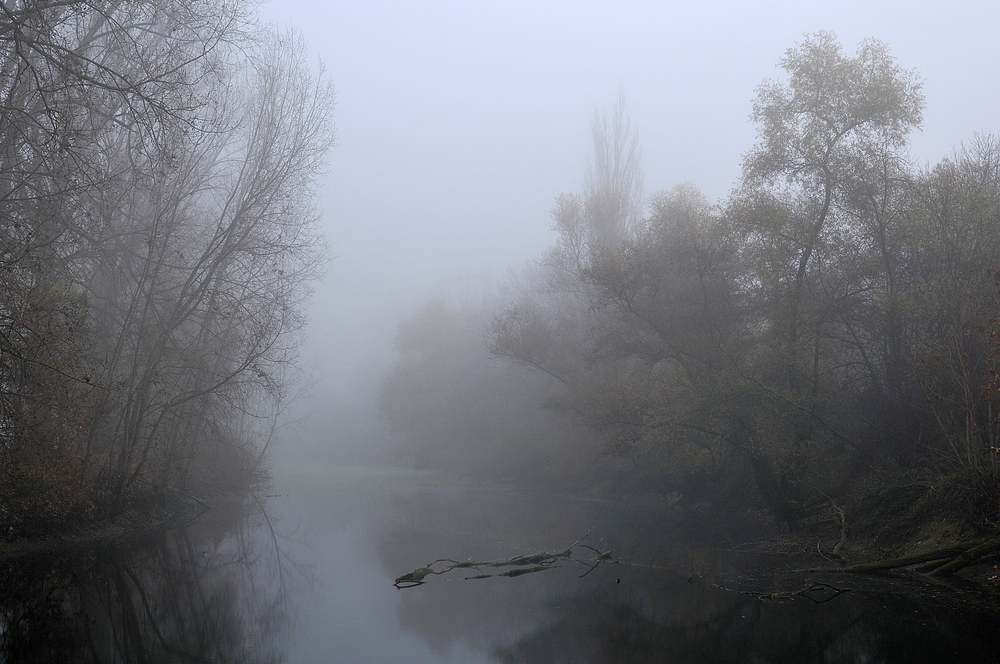 Altrhein – Nebel 01