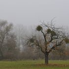 Altrhein – Nebel 03