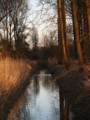 Altrhein Rheinhausen - Warmes Licht