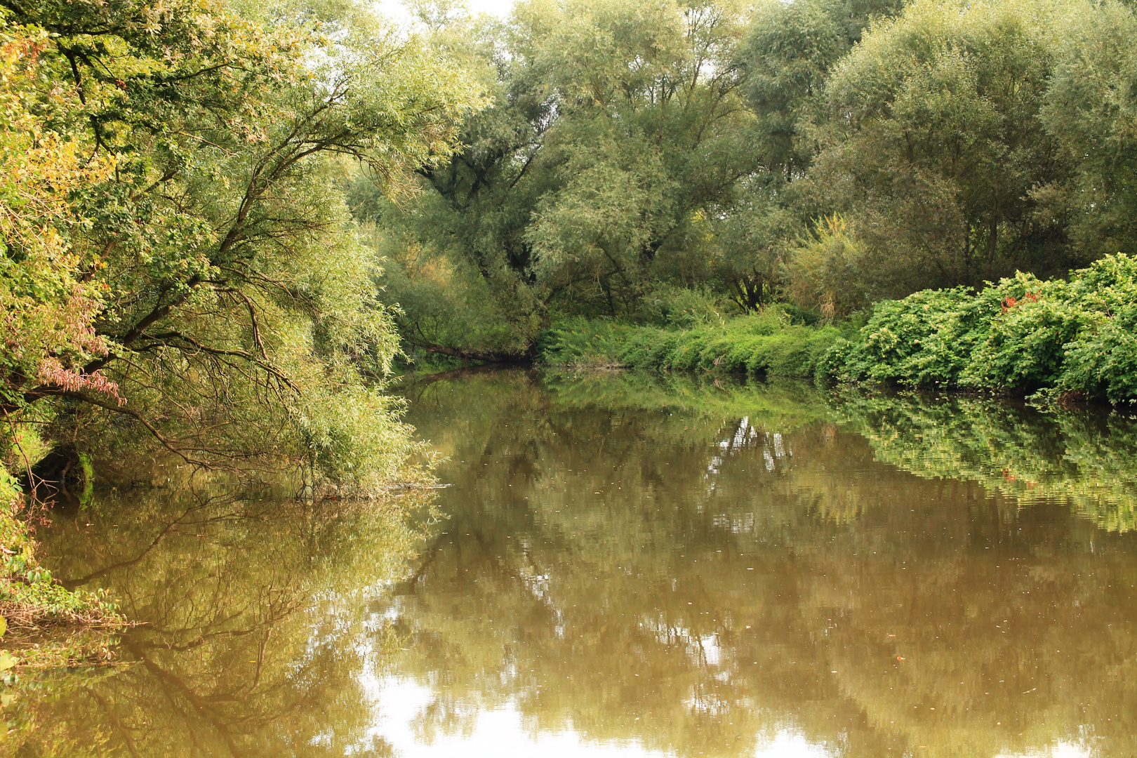 Altrheinarm bei Rheinau