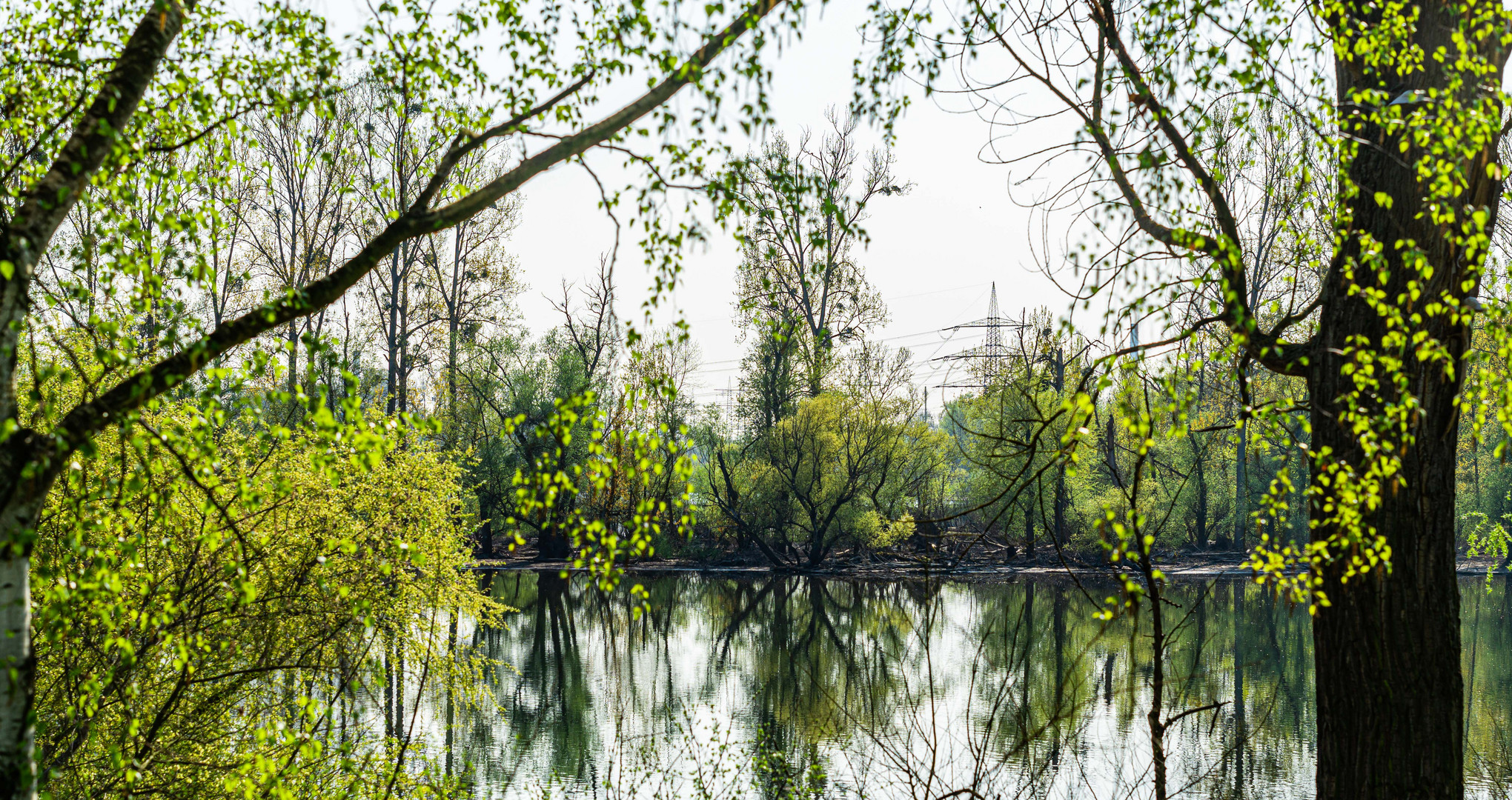 Altrheinauen im Frühling