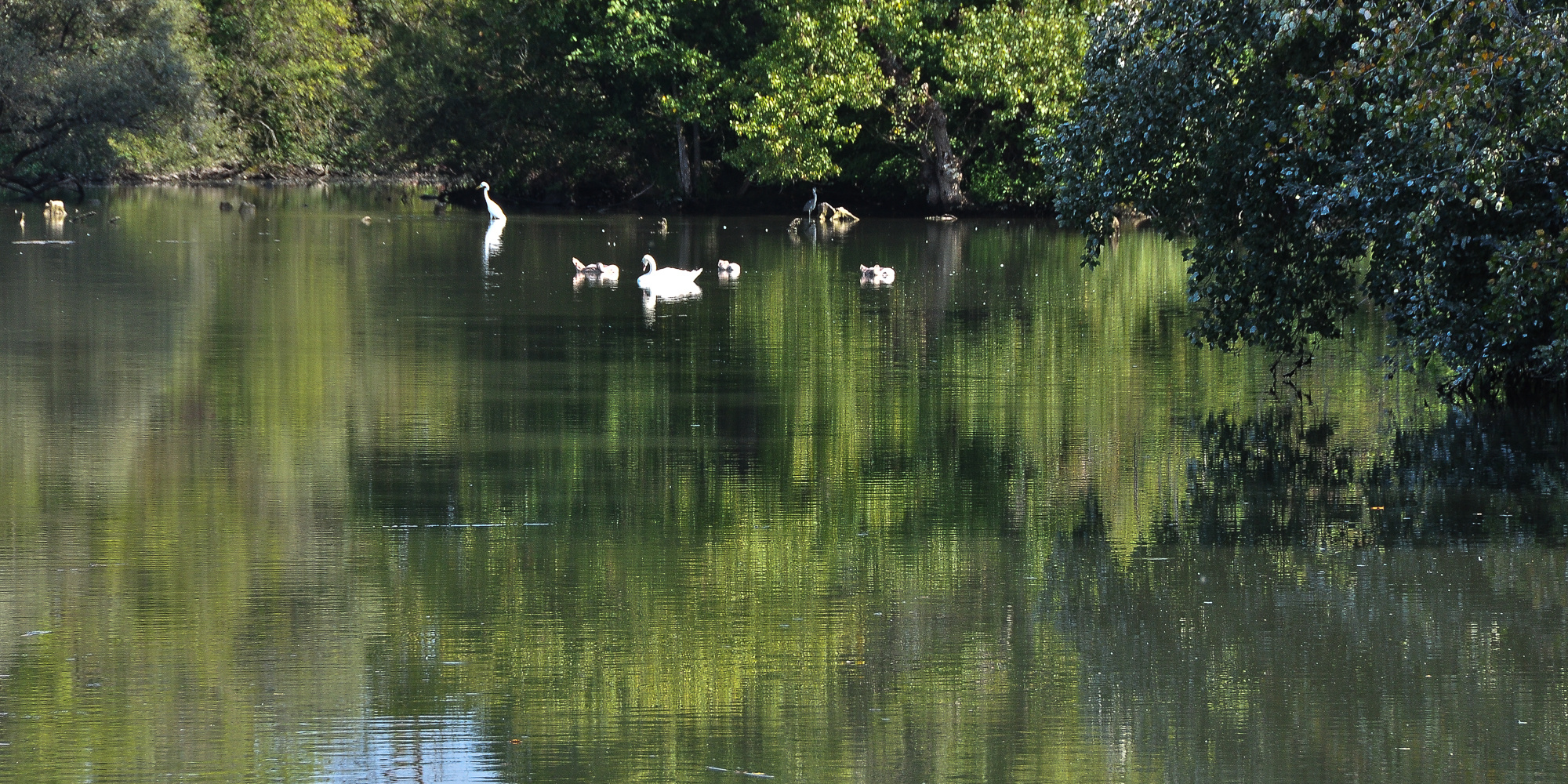 Altrheinlandschaft Taubergiessen