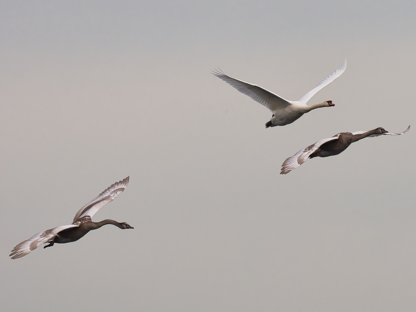 Altschwan mit Junge