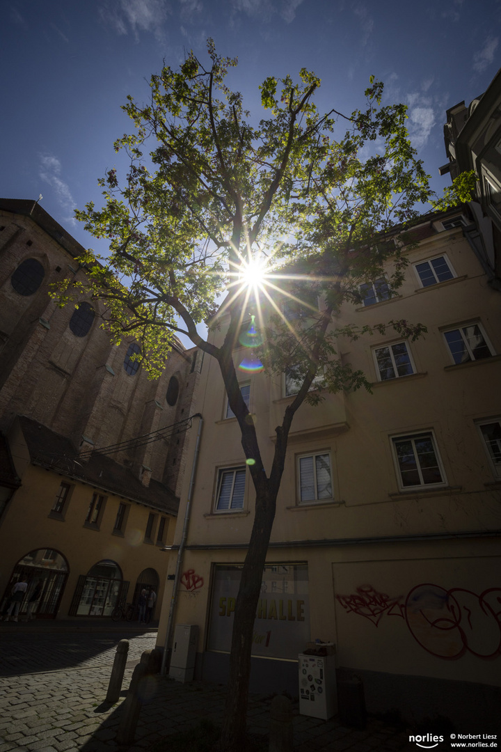 Altstadt Baum im Gegenlicht