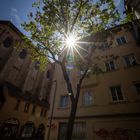 Altstadt Baum im Gegenlicht