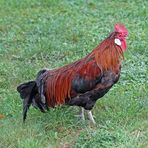 Altsteirer Hahn -Gallus gallus domesticus-