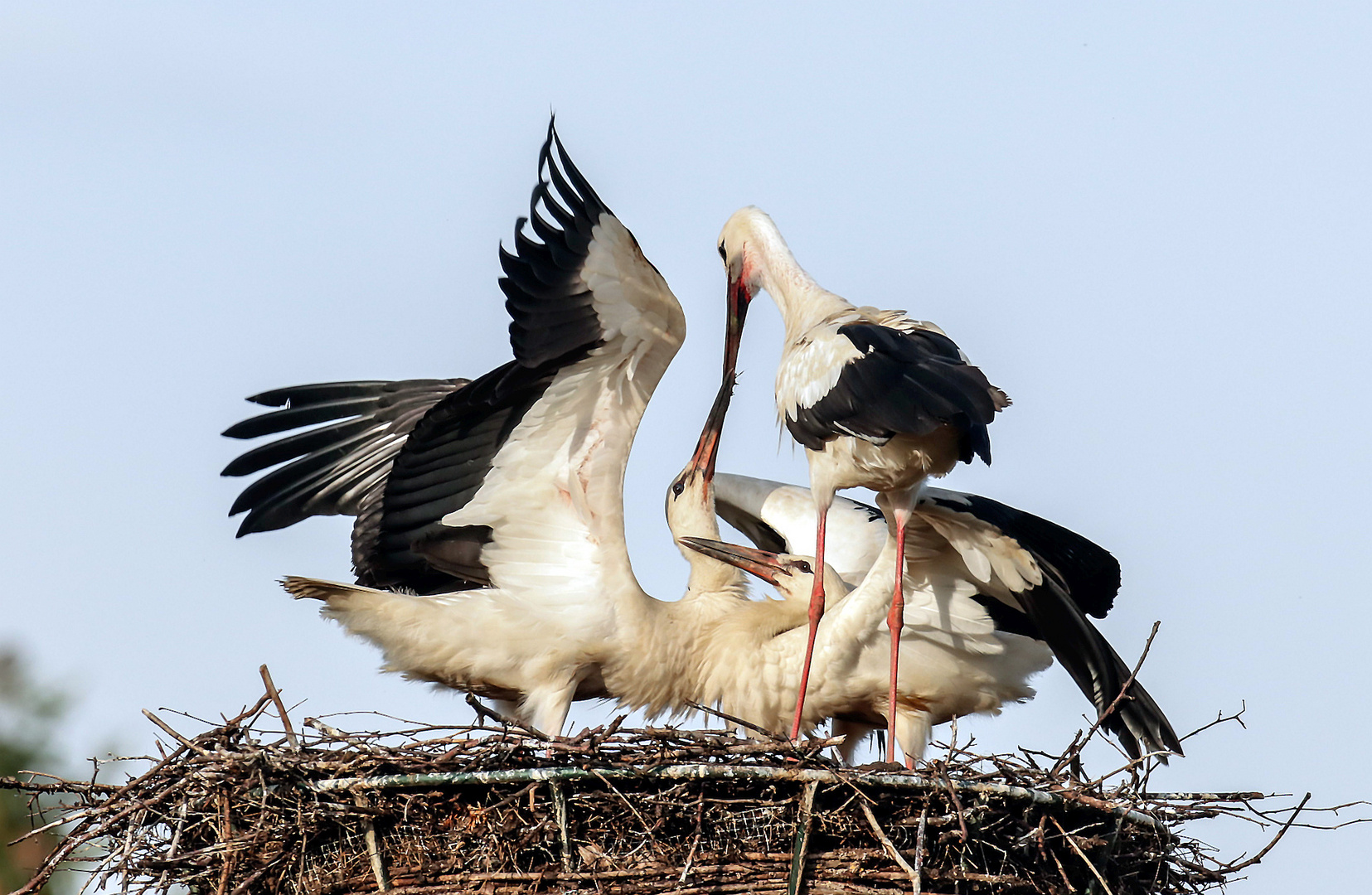 Altstorch füttert seine Jungen