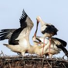 Altstorch füttert seine Jungen