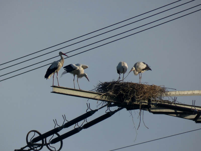 Altstorch vor der Fütterung in Hamm-Haaren