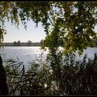 Altteich bei Mulknitz (Niederlausitz)