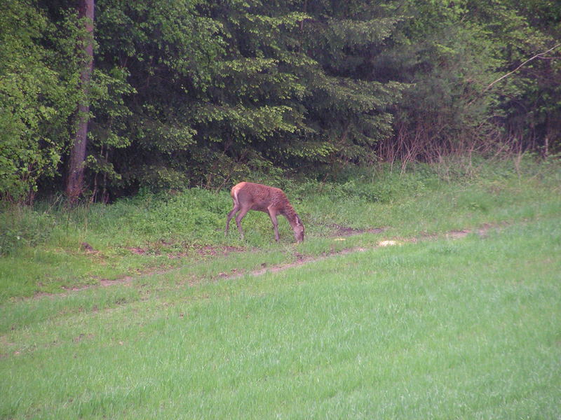 Alttier an der Kirre