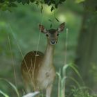 Alttier im Naturerbe Prora