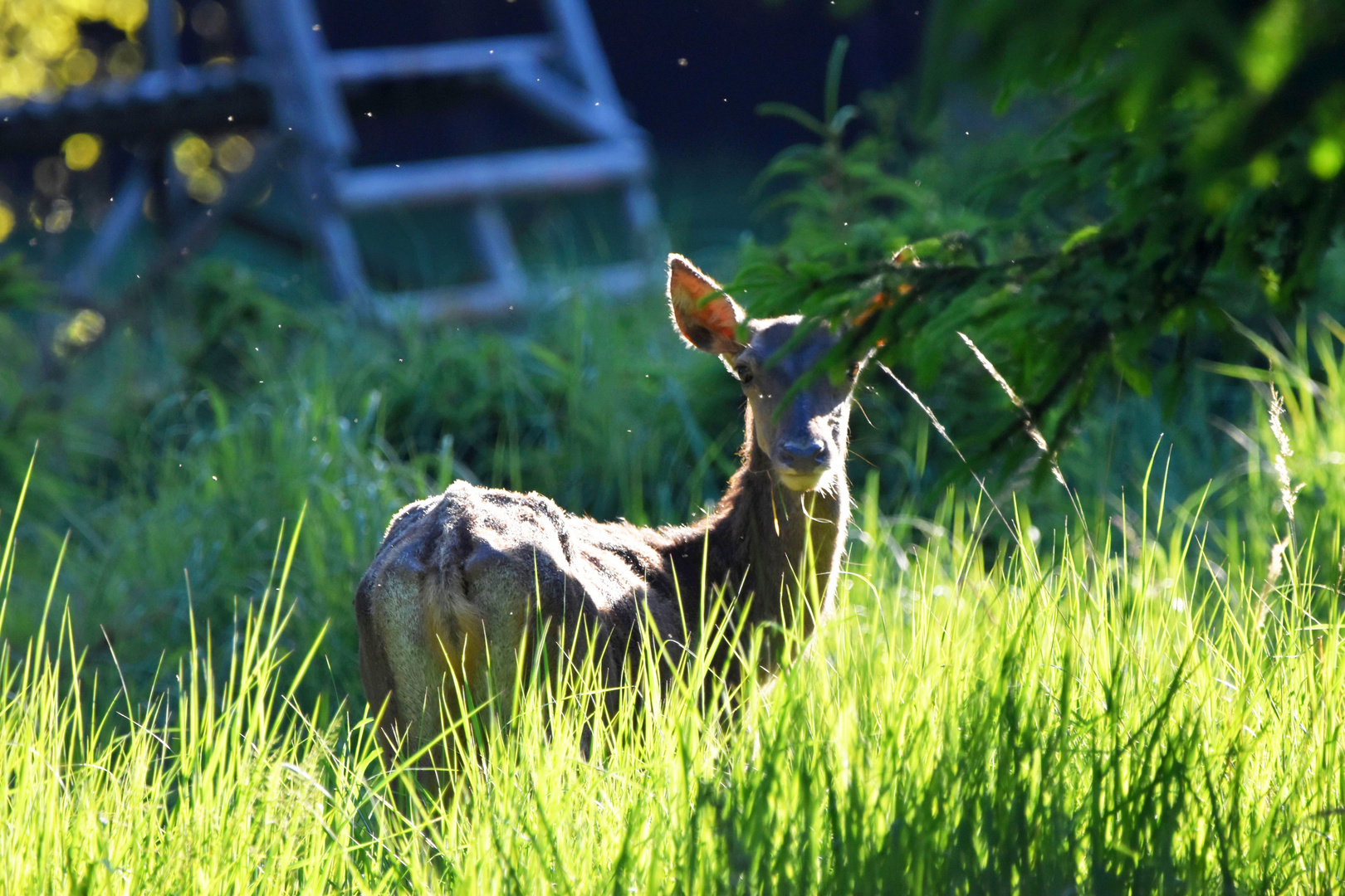 Alttier in der Abendsonne