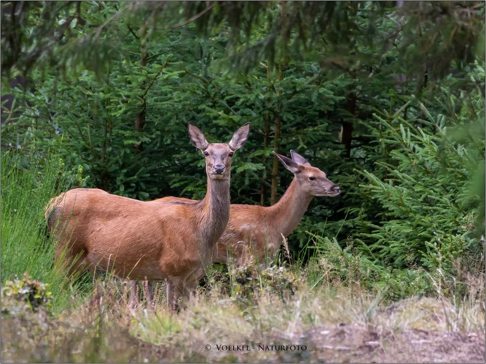 Alttier mit Kalb