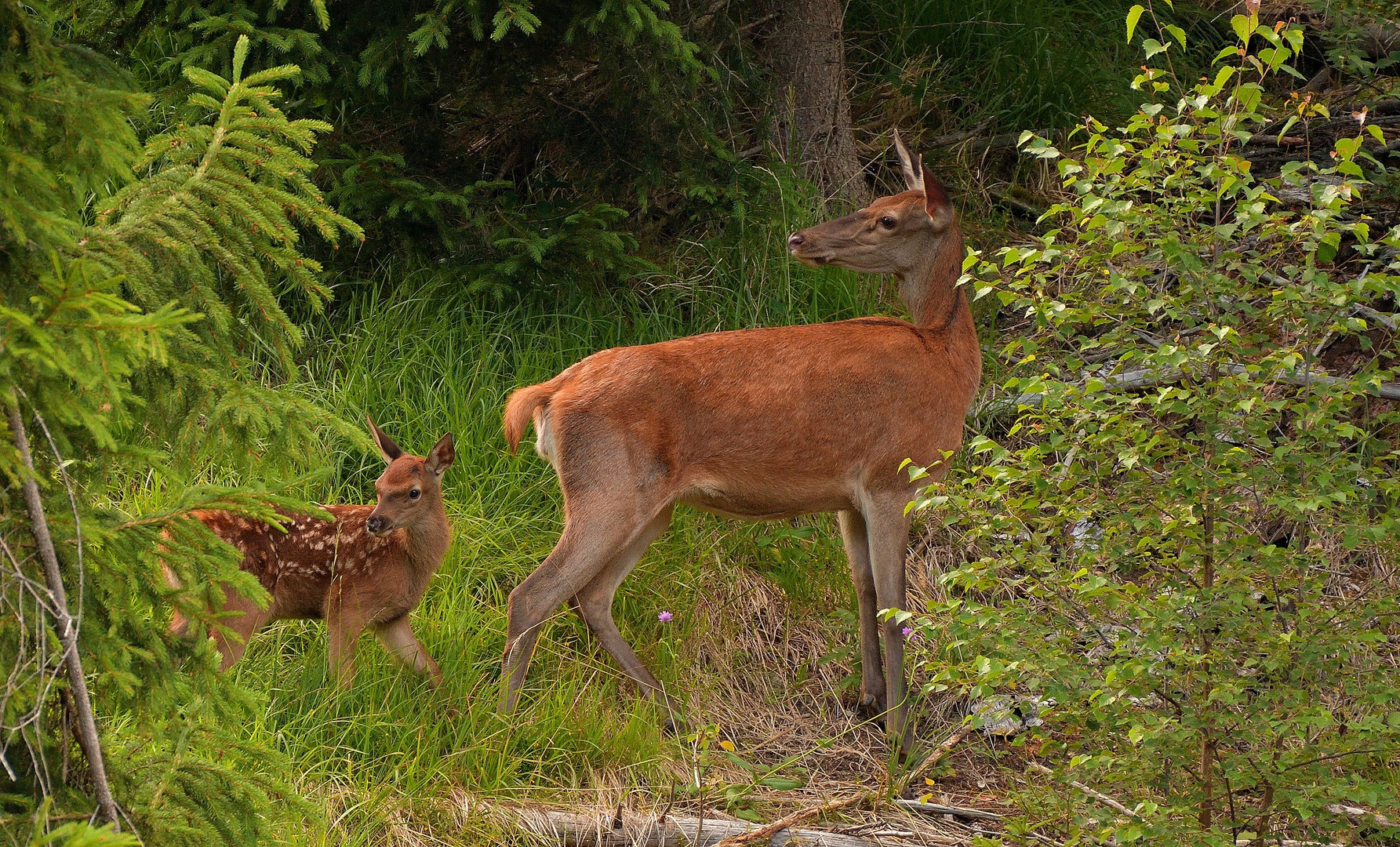 Alttier mit Kalb