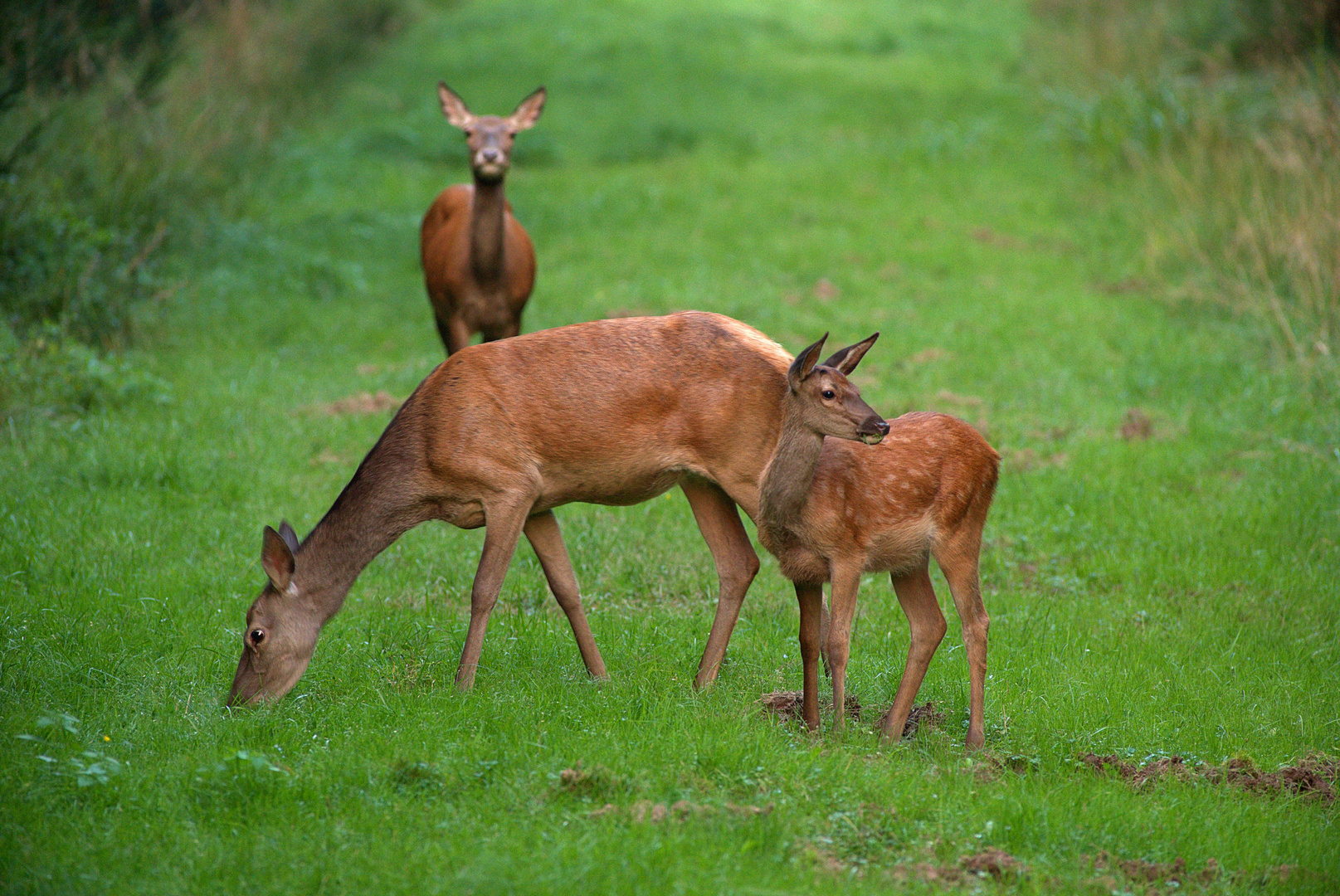 Alttier mit Kalb