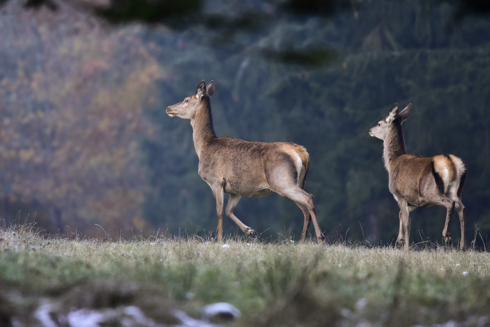 Alttier mit Kalb