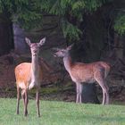 Alttier mit seinem Kalb