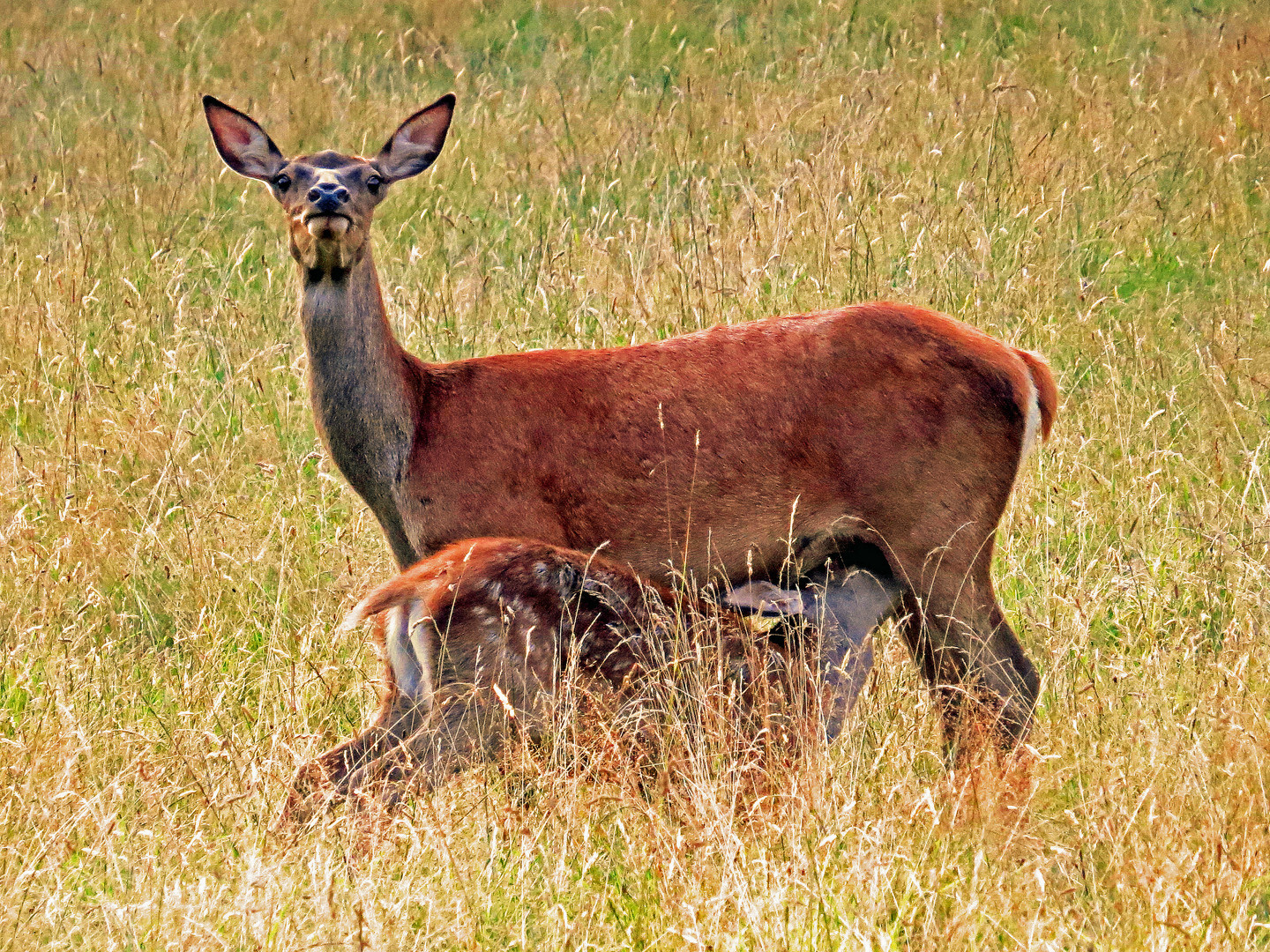 Alttier und ihr Kalb