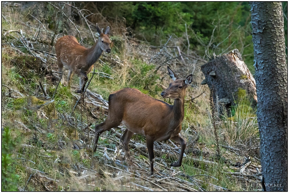 Alttier und Kalb