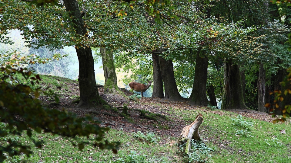 Alttier vom Rothirsch