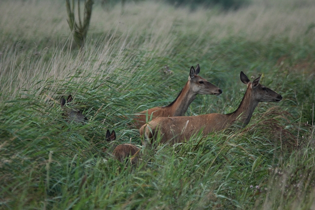 Alttiere mit Kälbern im Schilf