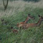 Alttiere mit Kälbern im Schilf