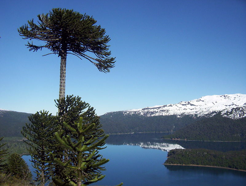 Alturas del Conguillio