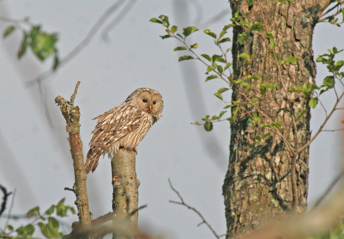 Altvogel