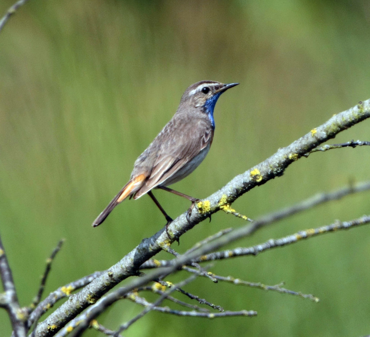 Altvogel Blaukehlchen